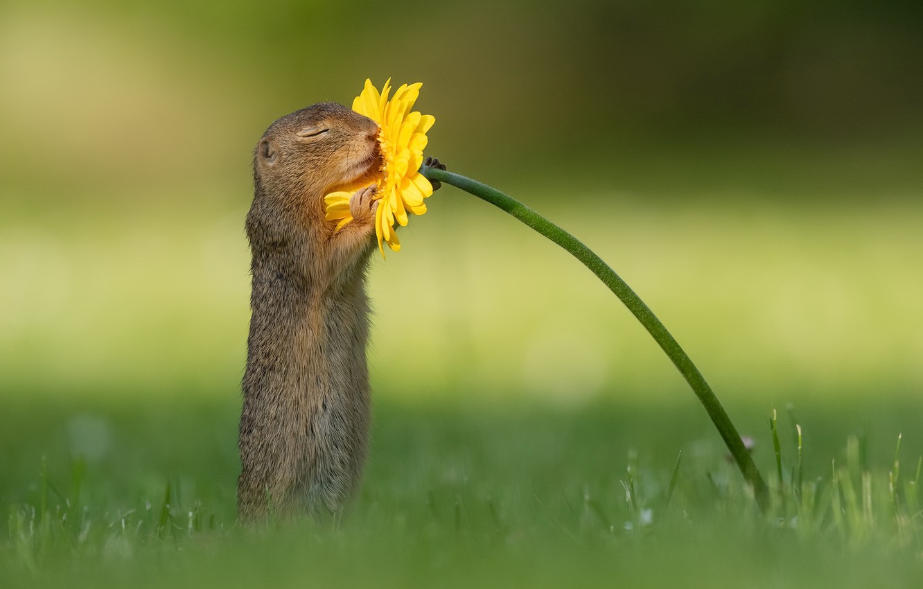 بوی خدا - سنجاب درحال بو کردن گل