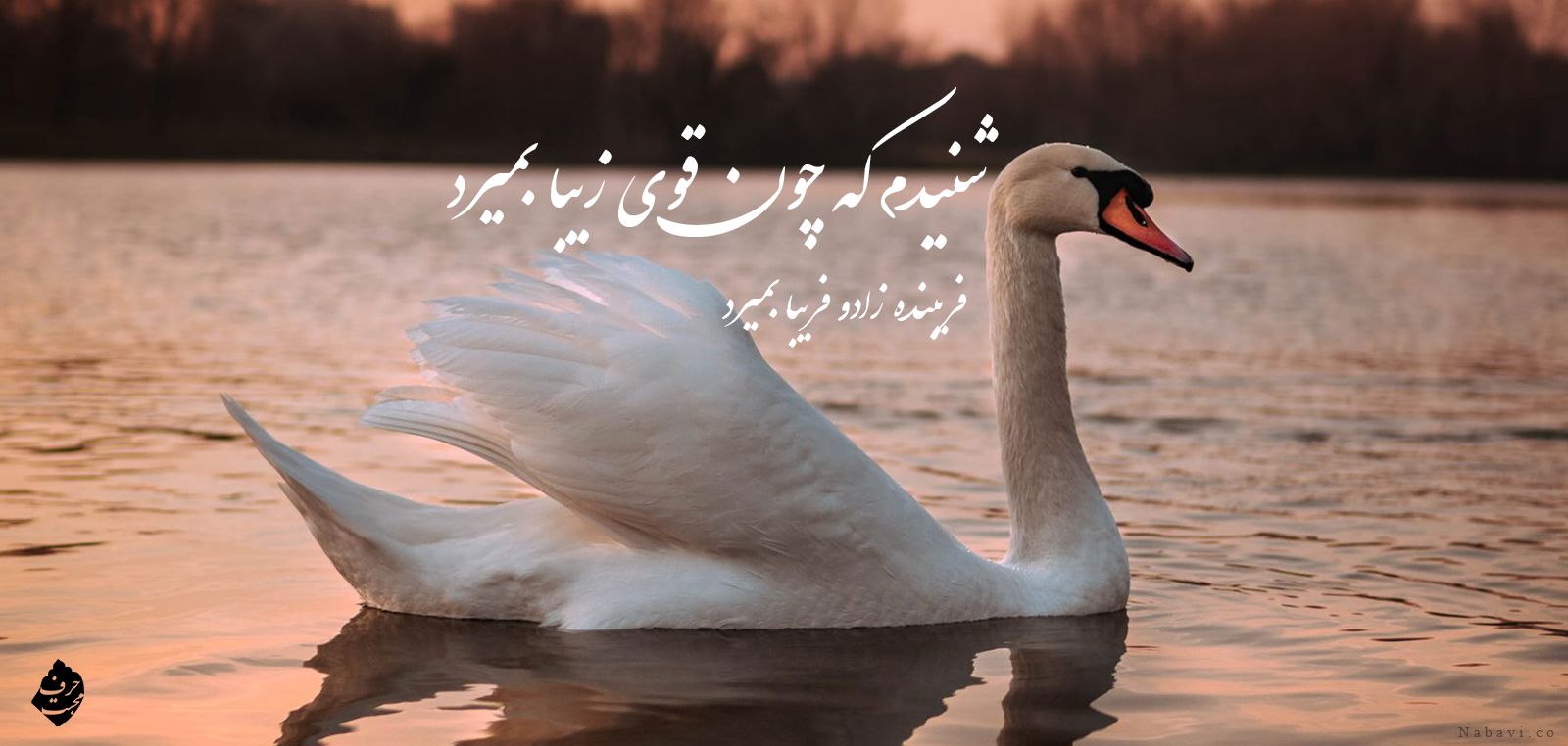 شعر شنیدم که چون قوی زیبا بمیرد - حمیدی شیرازی