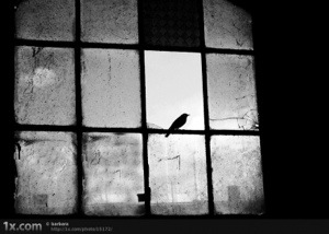 پرنده پشت پنجره