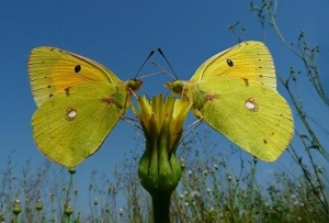 دو پروانه عاشق