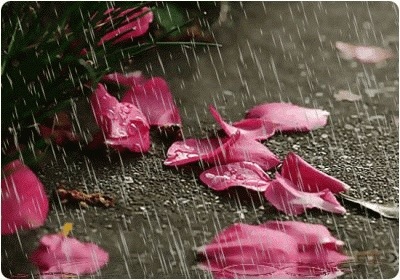 گل پر پر شده و باران