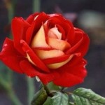 عکس گل سرخ - گل ایرانی قرمز