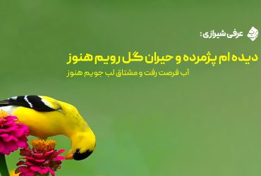 دیده ام پژمرده و حیران گل رویم هنوز - عرفی شیرازی