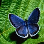 پروانه سرمه‌ای - آبی پررنگ