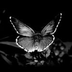 پروانه مشکی - سیاه