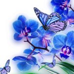 پروانه و گل آبی