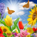 پروانه و گل آفتابگردان